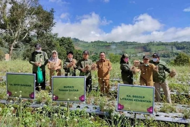 Tak Hanya Sentra Pengrajin Tenun, Nagari Pandai Sikek Tanah Datar, Sekaligus Penghasil Komoditi Bawang Merah