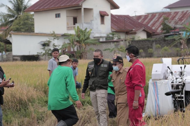 Panen Raya di Sawah Solok, Wagub Audy Joinaldi:  Pertahankan Area Sawah Solok
