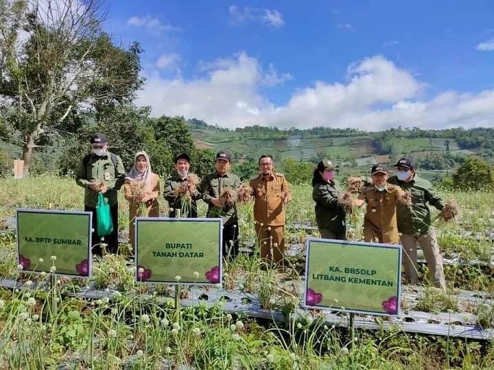 Tak Hanya Sentra Pengrajin Tenun, Nagari Pandai Sikek Tanah Datar, Sekaligus Penghasil Komoditi Bawang Merah