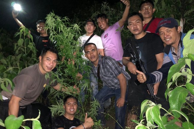 Tangkap Seorang Tersangka, Tanaman Ganja Seluas 1 Hektar Ditemukan Polres Kerinci