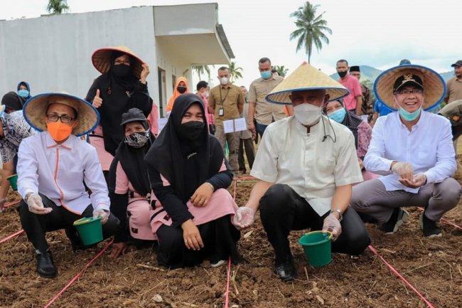 Prosfek Budidaya Jagung di Payakumbuh dan Limapuluh Kota Sangat Menjanjikan 