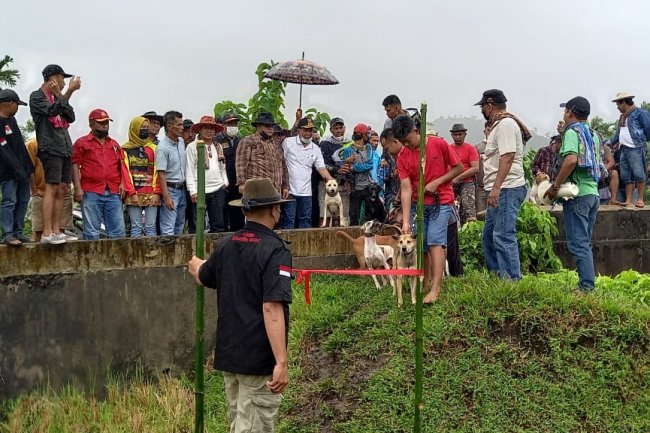 Diikuti Peburu Luar Sumbar, Bupati Pessel Rusma Yul Anwar Buka Alek Gadang Buru Babi di Laban IV Jurai