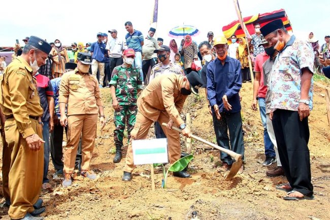Bupati dan Wabup Sijunjung Tanam Pisang Tanpa Jantung Kepok Tanjung di Nagari Guguak