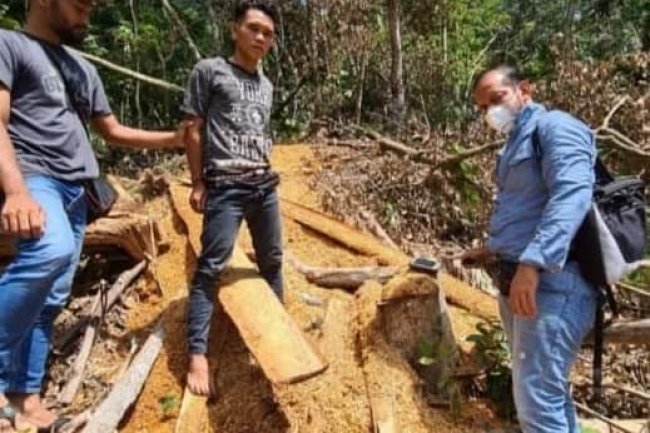 Dua Pelaku Illegal Logging di Kawasan Cagar Alam Bukit Bungkuk Kuok, Ditangkap Polres Kampar