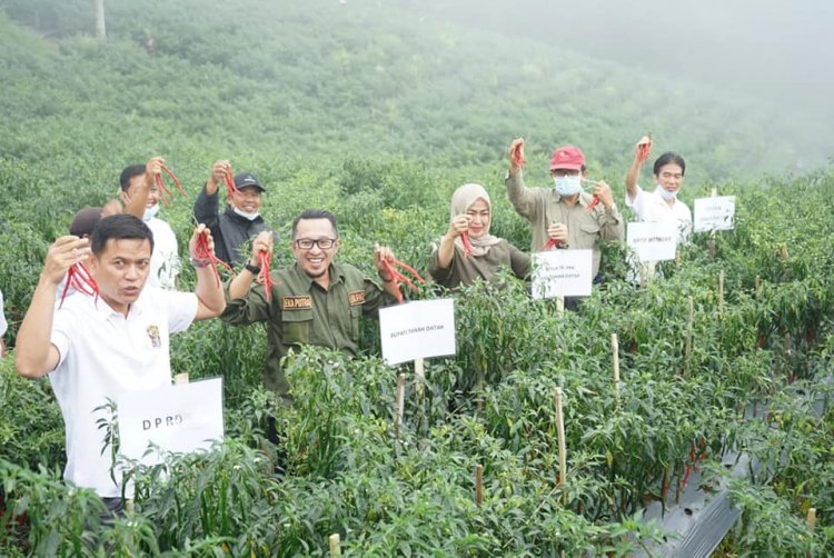 Poktan Kabun Gadang Pandai Sikek Panen Cabai Perdana, Bupati Eka Putra: Tahun 2022 Kita Jalankan Program Bajak Gratis