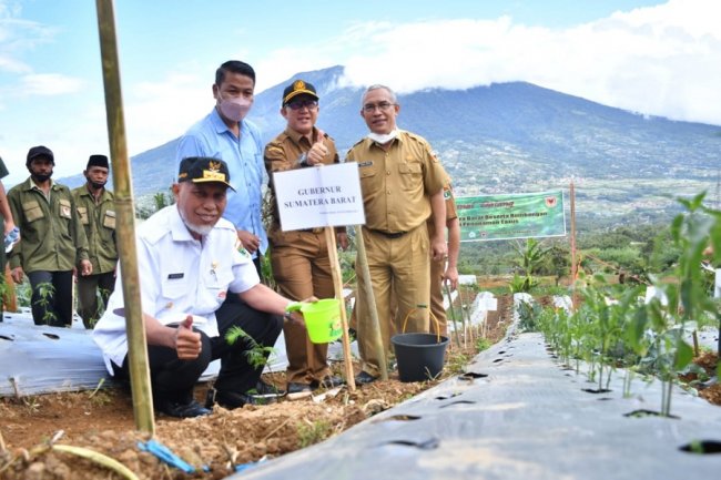 Canangkan Pandai Sikek Sebagai Nagari Taxus, Dinas Kehutanan Sumbar  Gandeng Semen Padang Tanam 1000 Bibit  Obat Anti Kanker  