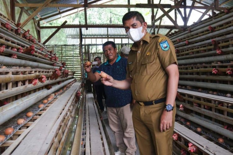 Monitoring Perkembangan Peternakan Ayam, Walikota Sawahlunto dengarkan Aspirasi Masyarakat Peternak