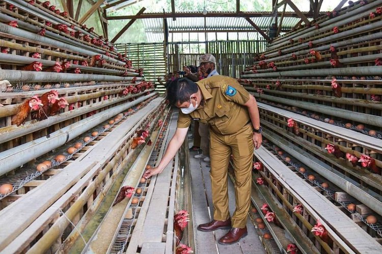 Monitoring Perkembangan Peternakan Ayam, Walikota Sawahlunto dengarkan Aspirasi Masyarakat Peternak