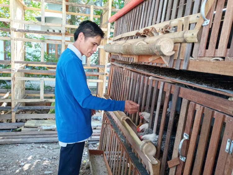 Budidaya Ayam Kampung Miliki Nilai Ekonomi Cukup Bagus   
