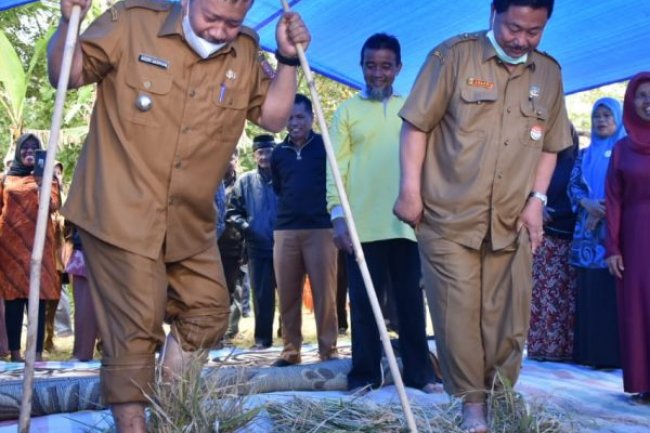 Bupati Agam Panen Padi Organik di Kamang Mudiak