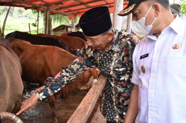 Berkembang, Wabup Agam Apresiasi Usaha Ternak Sapi  Masyarakat Duo Koto