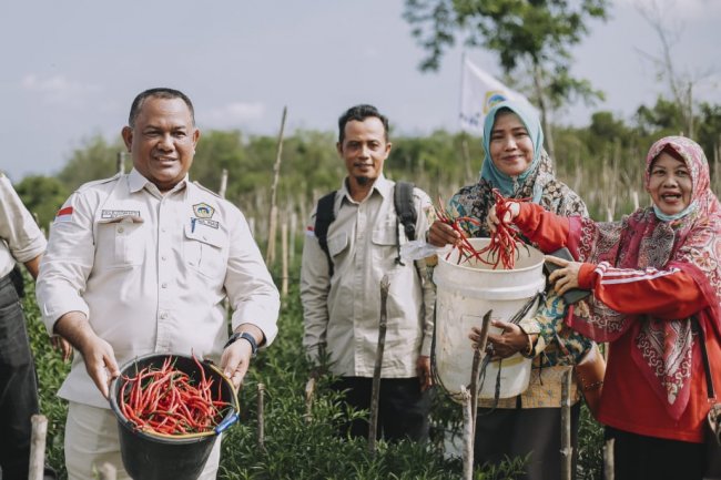 Bersama  Ketua KTNA Riau, Millenial Muda Bangkinang Kota Panen Cabe Seluas Dua Hektar