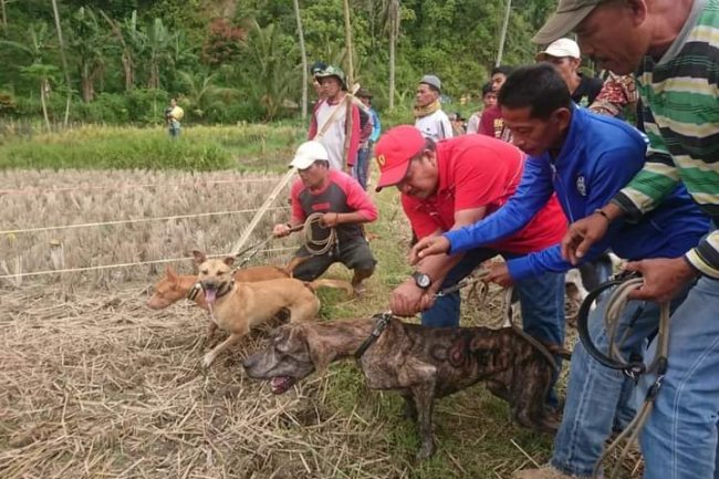Semarak, Alek Buru Babi Simarasok Dibuka Bupati Agam 