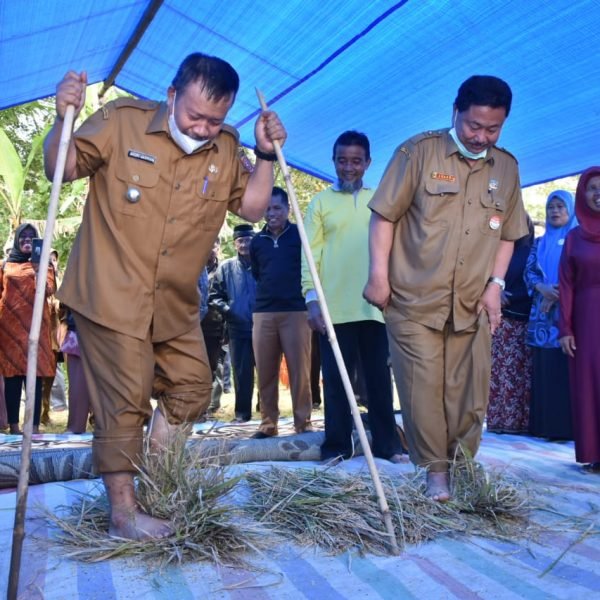 Bupati Agam Panen Padi Organik di Kamang Mudiak
