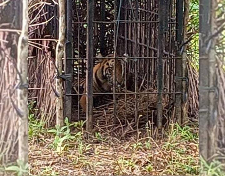 Masuk Perangkap Jebak, Seekor Harimau Sumatera di Palambayan Agam Berhasil Diamankan BKSDA Sumbar
