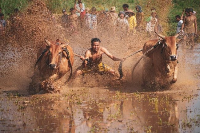    Alek Pacu Jawi Tahun 2022 Kembali Digelar di Nagari Labuah Tanah Datar