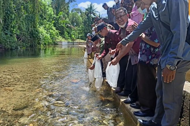 Manfaatkan Irigasi Ompang Gadang, Pemkab Limapuluh Kota Tebar Bibit Ikan