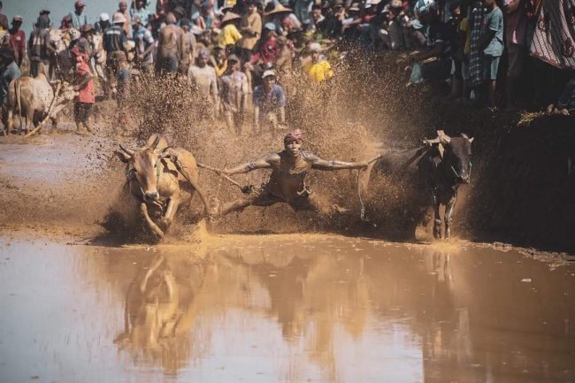 Hanya di Tanah Datar Alek Pacu Jawi, Warisan Budaya yang Memberikan Multiplier Effect