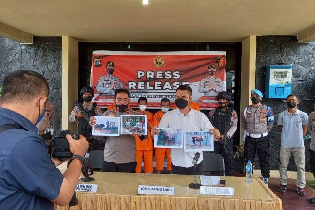 Satreskrim Polres Pasaman Amankan Empat Tersangka Pencuri Sapi dan Kerbau