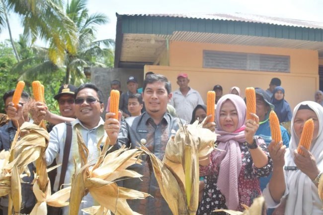 Wali Kota Sawahlunto Panen Jagung, Bantu Petani Bibit dan Pinjamkan Alsintan 