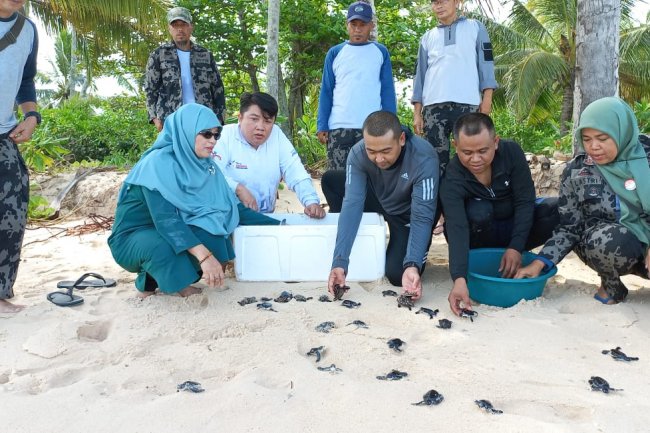Peringatan Hari Penyu Sedunia, Wagub Audy Rilis 230 Tukik