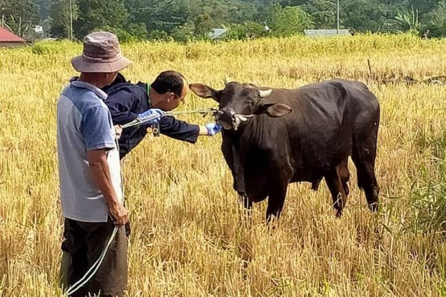 Dispangtan Padang Panjang Lakukan Pemeriksa Terhadap  Kesehatan Hewan Kurban