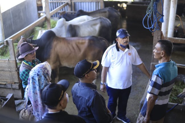 Komisi III DPRD Kota Solok Pastikan Hewan Qurban Tidak Terjangkit Wabah PMK