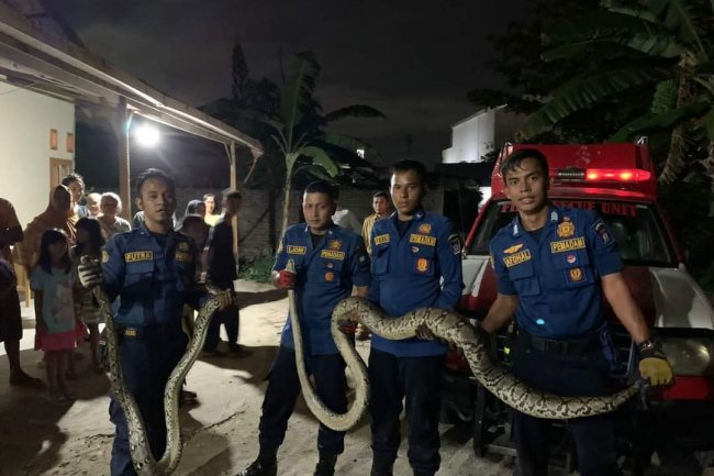 Damkar Kota Padang Amankan 2 Ekor Ular Potong di Villa Bunga Mas
