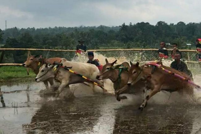 Pacu Jawi Bukan Sekedar Tradisi