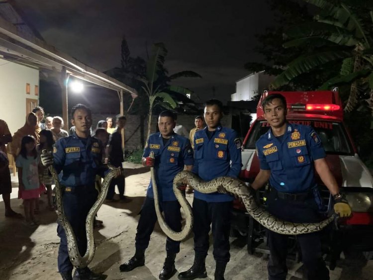 Damkar Kota Padang Amankan 2 Ekor Ular Potong di Villa Bunga Mas