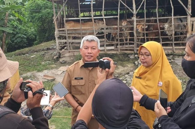 Ribuan Sapi di Kota Padang Sudah Divaksin PMK