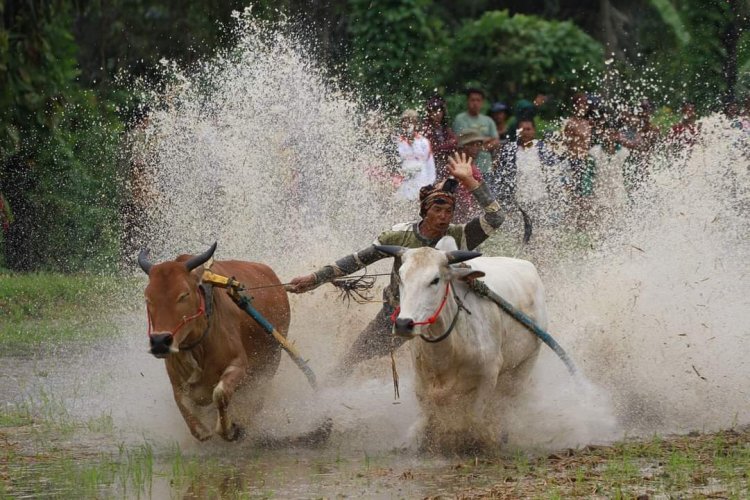 Pemkab Tanah Datar Gencar Promosikan Alek Pacu Jawi