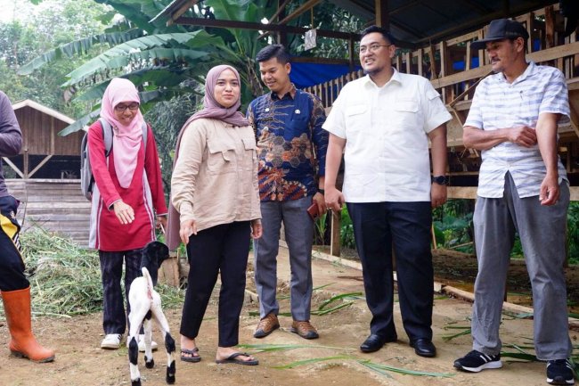 Kisah Halifah, Berawal Beternak Ayam, Malah Sukses Beternak Kambing Etawa