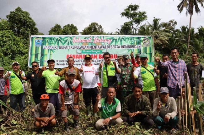 Pemkab Mentawai Tanam 25 Ribu Bambu di Dusun Mangorut