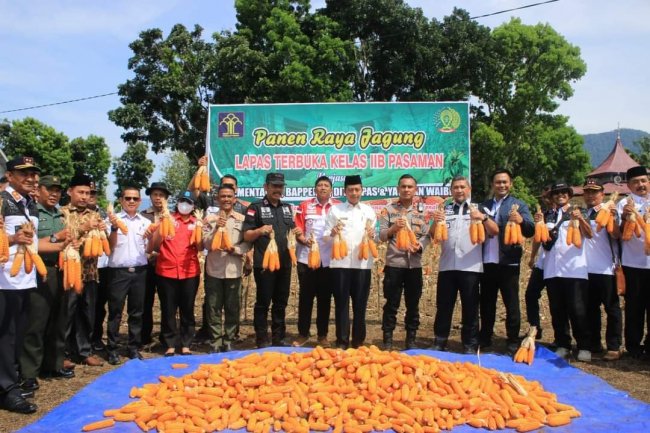 Wabup Pasbar Panen Raya Jagung Lapas Terbuka Warga Binaan Kelas IIB Pasaman