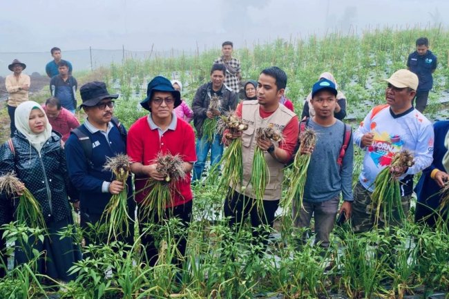 Wawako Panen Perdana Batu Patah Payo Cocok Tanam Bawang Bombay.