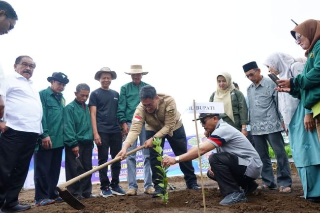 Wabub Richi Aprian Tanaman Perdana Jeruk Lemersing