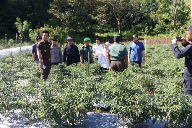 Petani Padang Panjang Aplikasikan Biosaka Pada Tanaman 