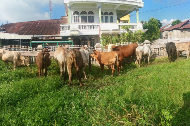 Warga Jambak Bukittinggi Kota Solok Sembelih 10 Ekor Hewan Kurban 