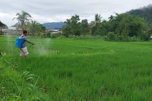 Elnino, Produksi Padi Kota Padang Masih Aman