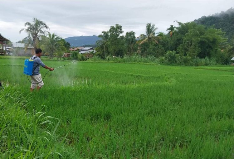 Elnino, Produksi Padi Kota Padang Masih Aman