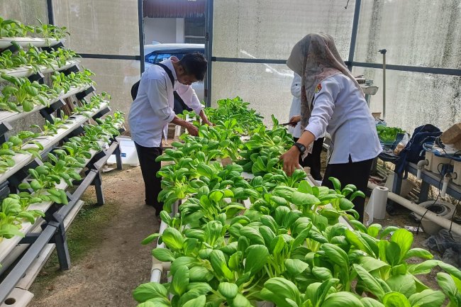 Dinas Pangan Kota Solok Panen Sayur Hidroponik di Pekarangan Kantor Balikota
