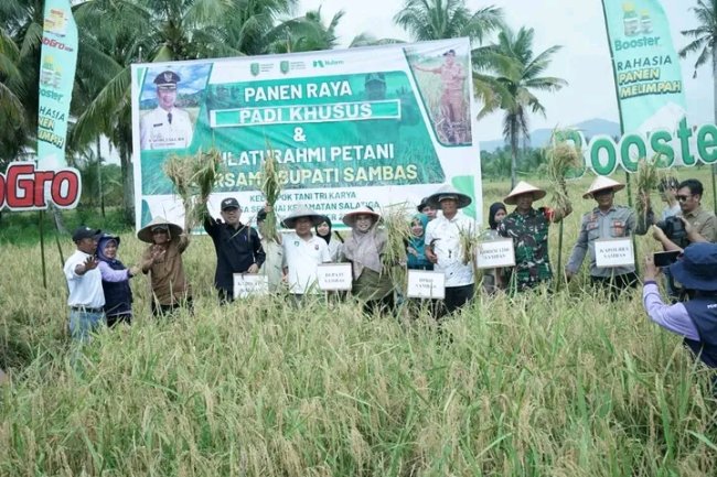 Bupati  Sambas  Satono Panen Raya Padi Khusus Kelompok Tani Trikarya Desa Serunai