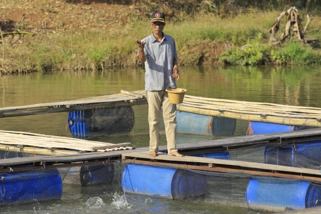 Pokdakan Pandak-Pandak Tanjung Paku Solok, Sukses Jadikan Embung sebagai Tempat Budidaya Ikan