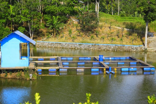 Pokdakan Pandak Pandak Tanjung Paku Gelar mancing ikan Larangan 15 Oktober 2023