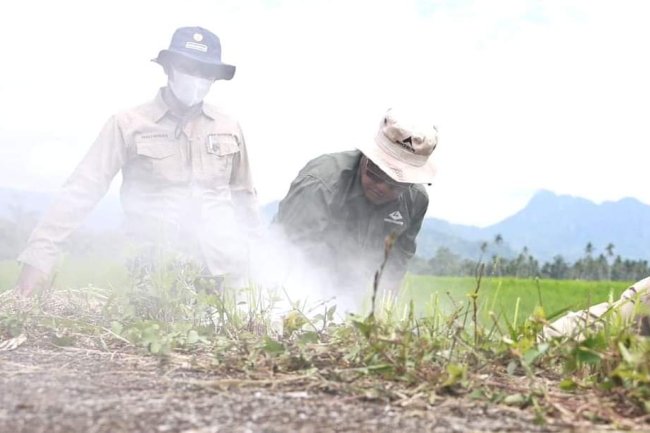 Di Tanah Datar 500 Hektar Terancam Hama Tikus, Ini Langkah Pemerintah Daerah