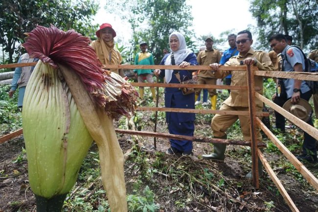 Amorphophallus Titanum Nagari Buo Potensi Eko Wisata Menjanjikan 