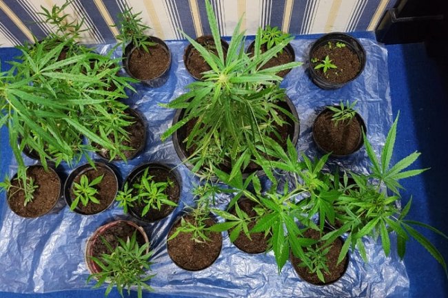 Tangkap Seorang Tersangka, Tim Spider Polres Solok Sita 23 Batang  Ganja di Sungai Nanam