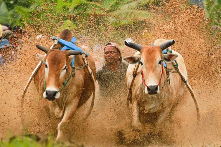 Meriah Alek Pacu Jawi Sawah Tangah