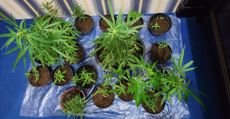 Tangkap Seorang Tersangka, Tim Spider Polres Solok Sita 23 Batang  Ganja di Sungai Nanam